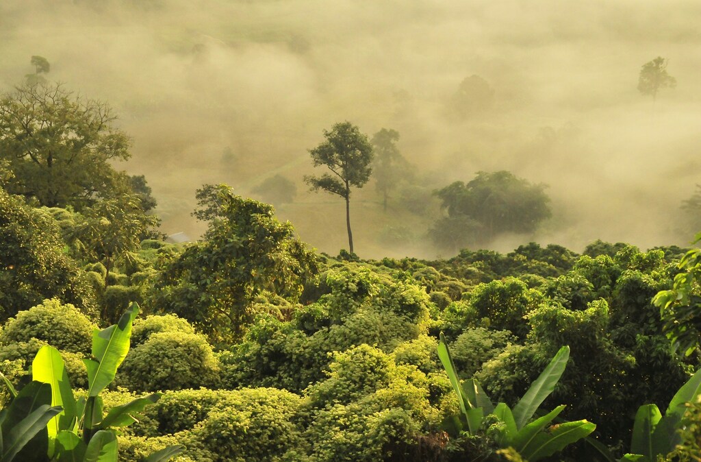 Tropical forest in Thailand.