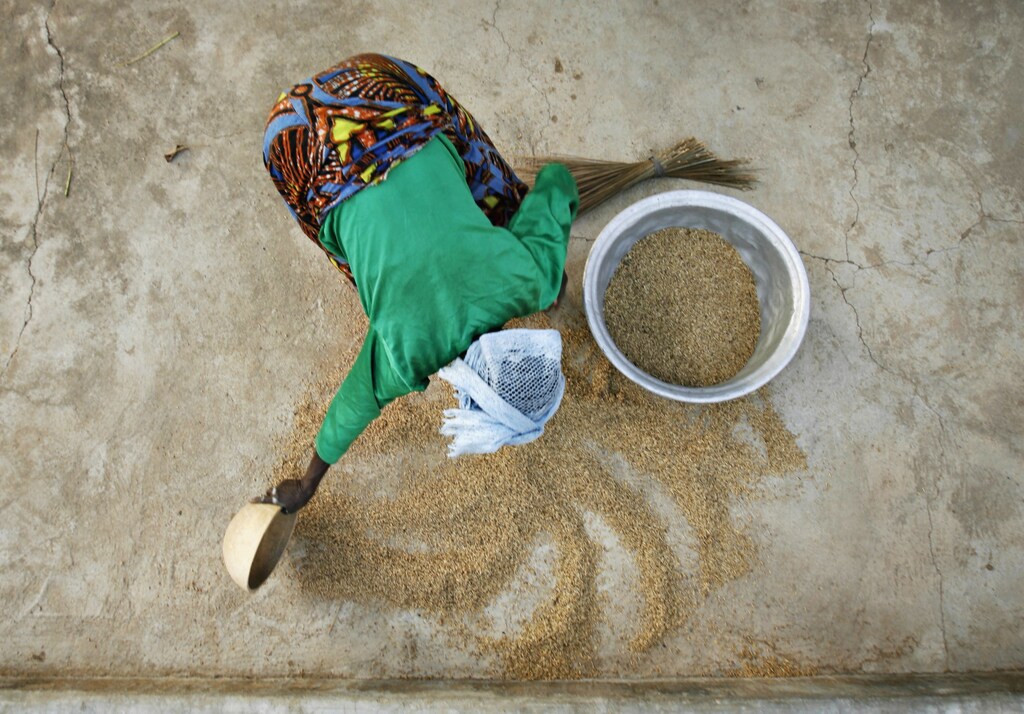 A woman from the Daborin Single Mothers Association gathers rice at a small processing plant in the northern Ghanaian town of Bolgatanga, February 1, 2008. The single mothers began their organisation to gain more freedom and financial independence in a district where most farmers live on the equivalent of about a dollar a day, according to Oxfam, which helps fund the women's programme. REUTERS/Finbarr O'Reilly (GHANA) - GM1DXEDNSHAA