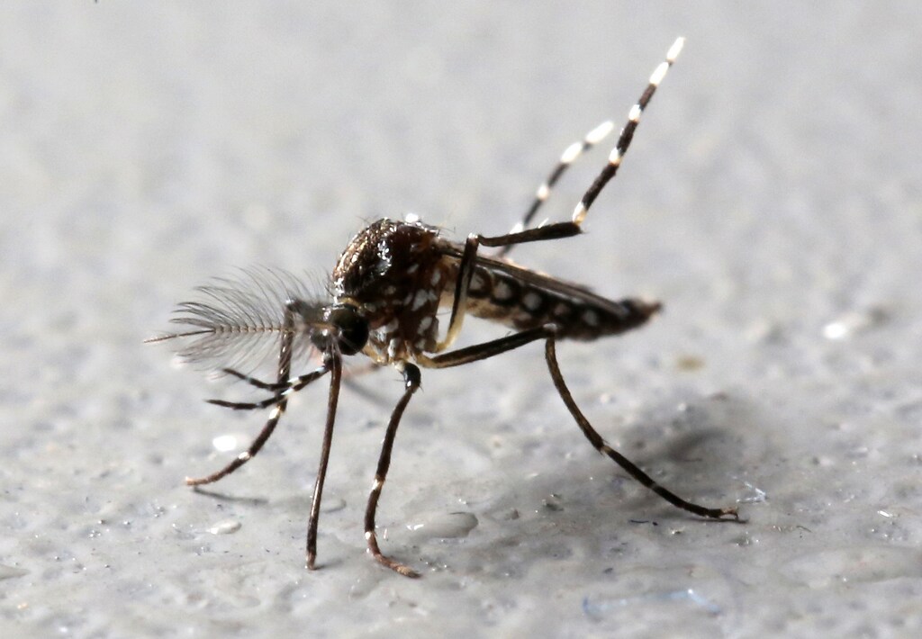 Genetically modified male Aedes aegypti mosquitoes are pictured at Oxitec factory in Piracicaba, Brazil, October 26, 2016. REUTERS/Paulo Whitaker - RTX2QM8M