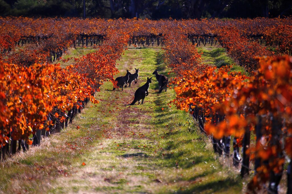 A group of Kangaroos can be seen between rows of vines at the Charles Melton vineyard located in the Barossa Valley, north of Adelaide in Australia, June 10, 2017. Picture taken June 10, 2017. REUTERS/David Gray TPX IMAGES OF THE DAY - RC1797BD6920
