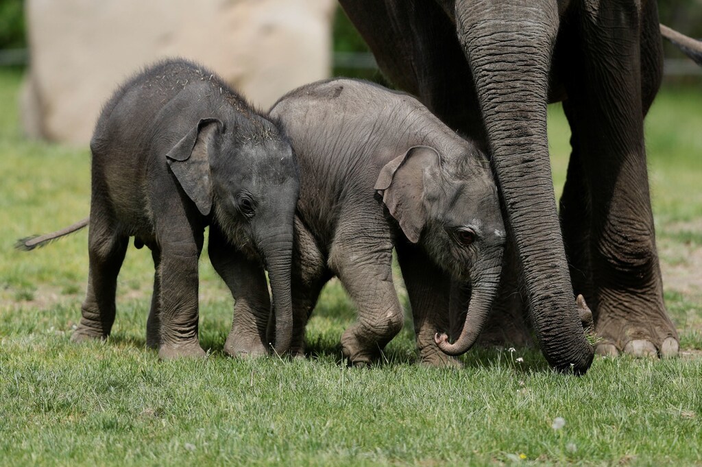 a newly born female Asian elephant calf (C) walks next to its one month-old sister