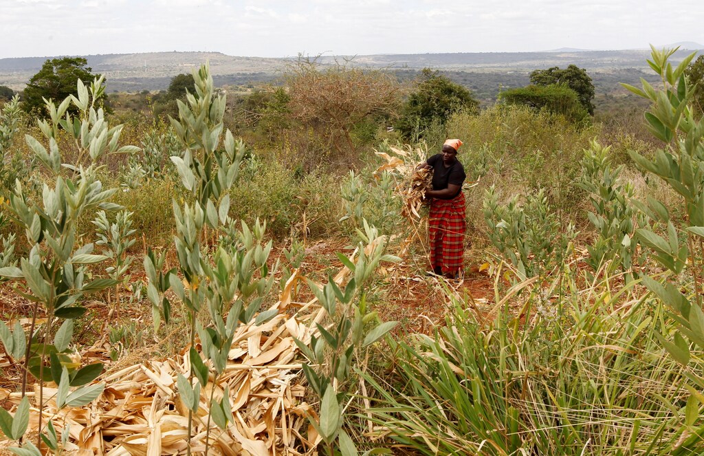 governments-need-to-improve-farm-subsidies-for-small-farmers