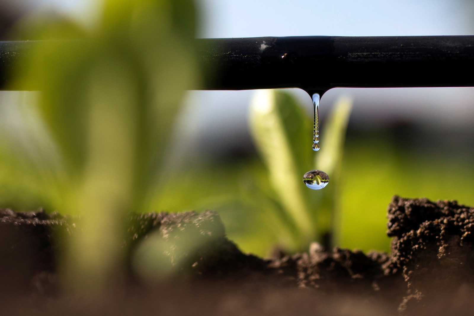 How AI can help water go further in farming World Economic Forum