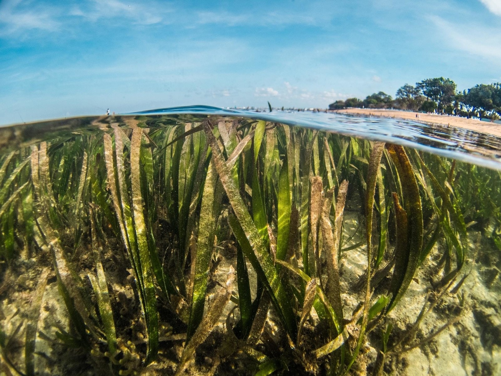 Blue carbon could help cut global emissions by a fifth | World Economic ...