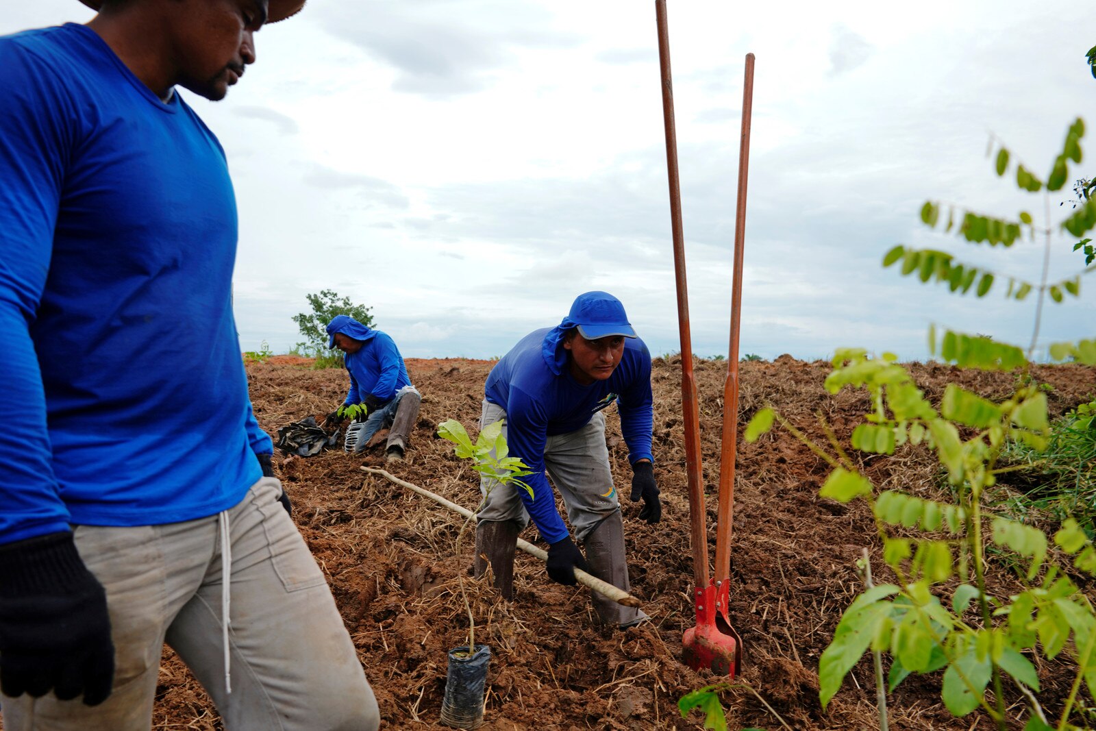 Nature Is planting trees enough to fight climate change? World