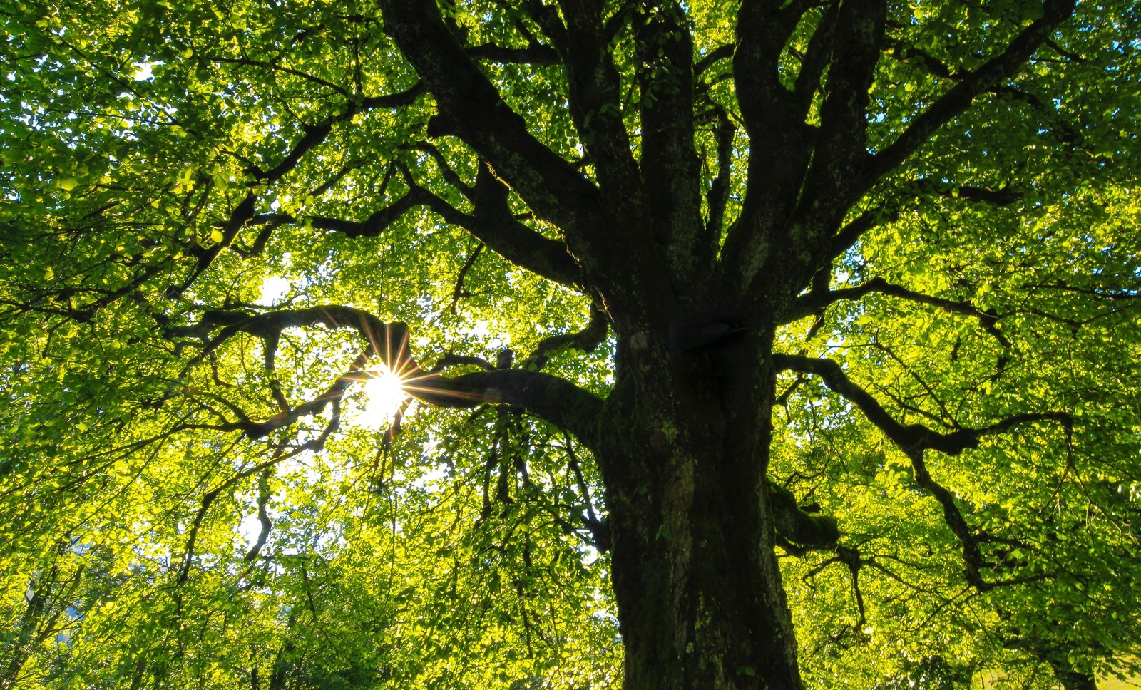 How Leaf Area Index helps find out the amount of oxygen trees produce