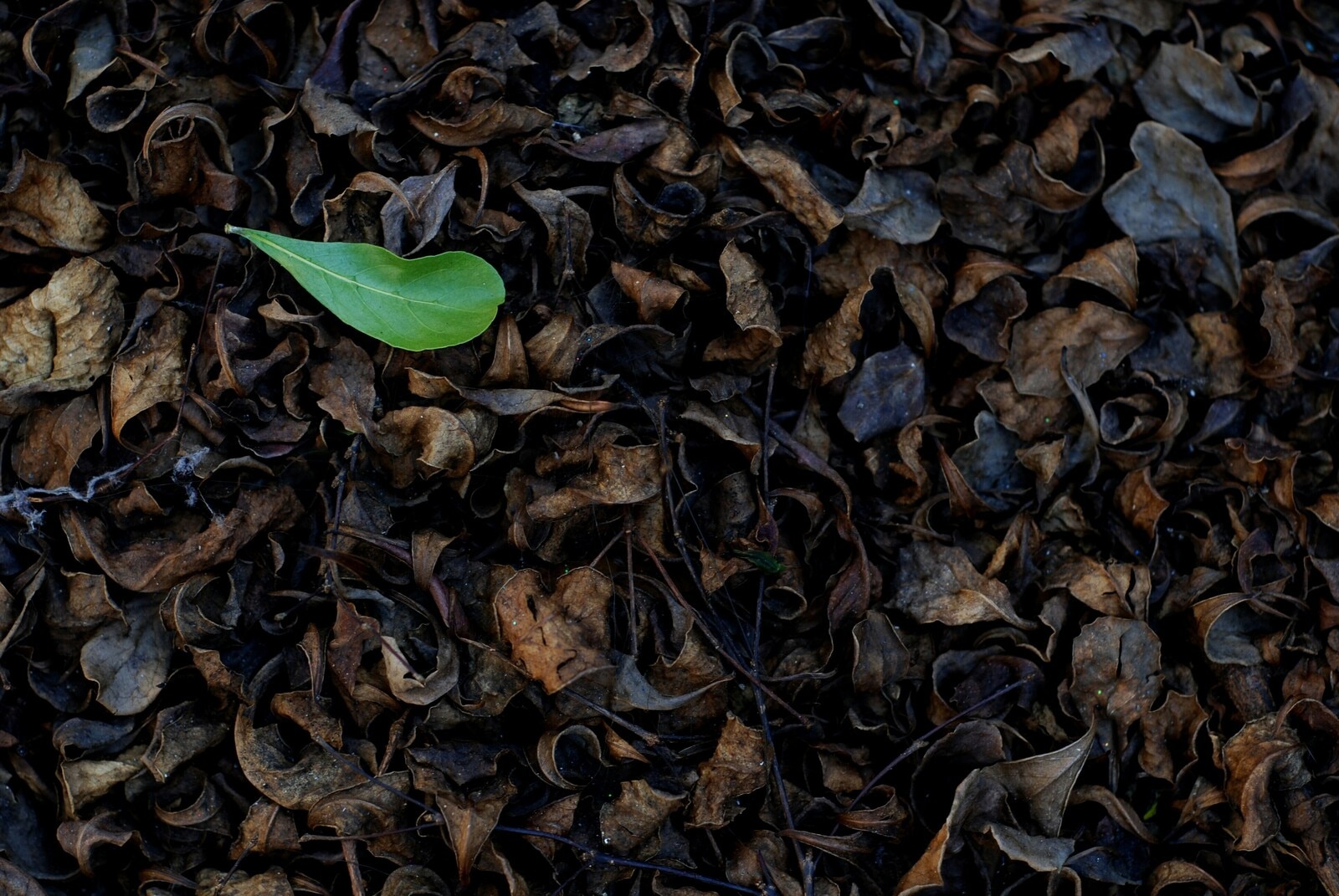 5 reasons why eating insects can reduce climate change | World Economic ...