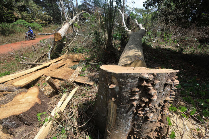 This is the size of undisturbed ecosystems lost in 13 years | World ...