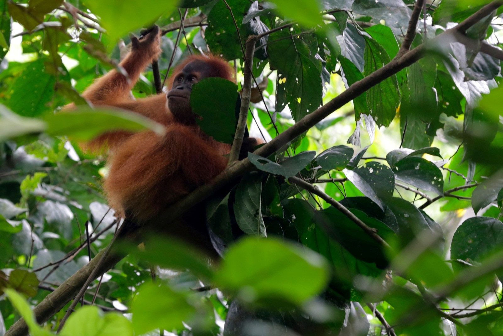 10 golden rules for planting trees to help save the planet | World ...