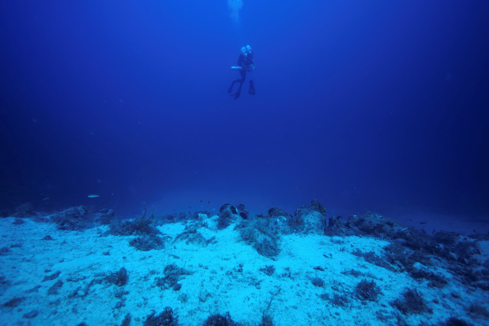 secret-rainforests-have-been-discovered-deep-in-our-oceans-here-s