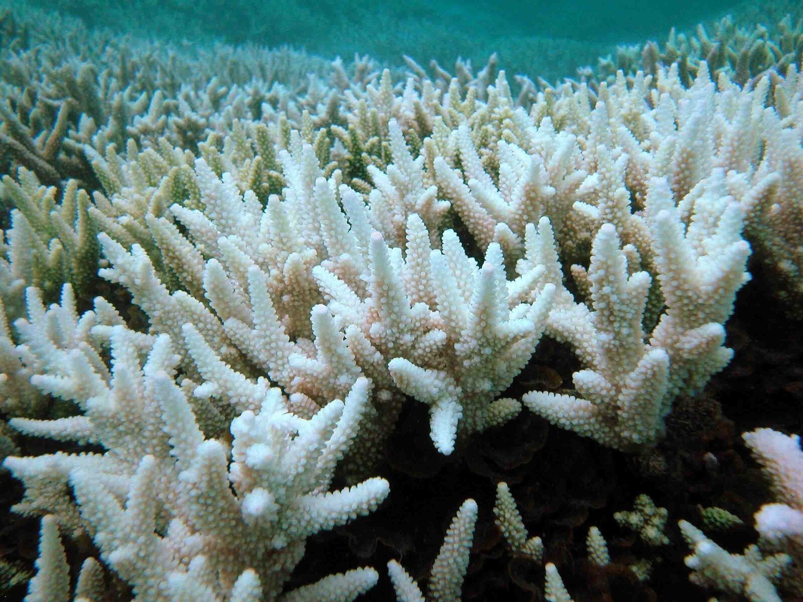 Как выглядит белый коралл 98% Great Barrier Reef coral has been affected by bleaching World Economic Forum