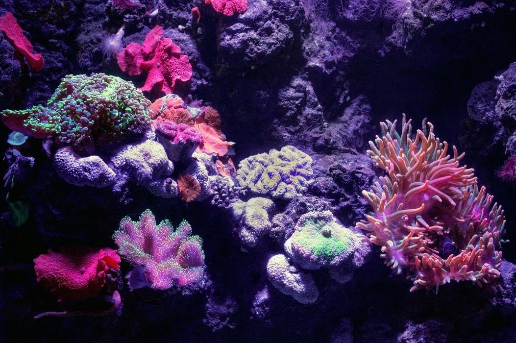 Rare ‘purple cauliflower’ coral off NSW may be extinct within 10 years