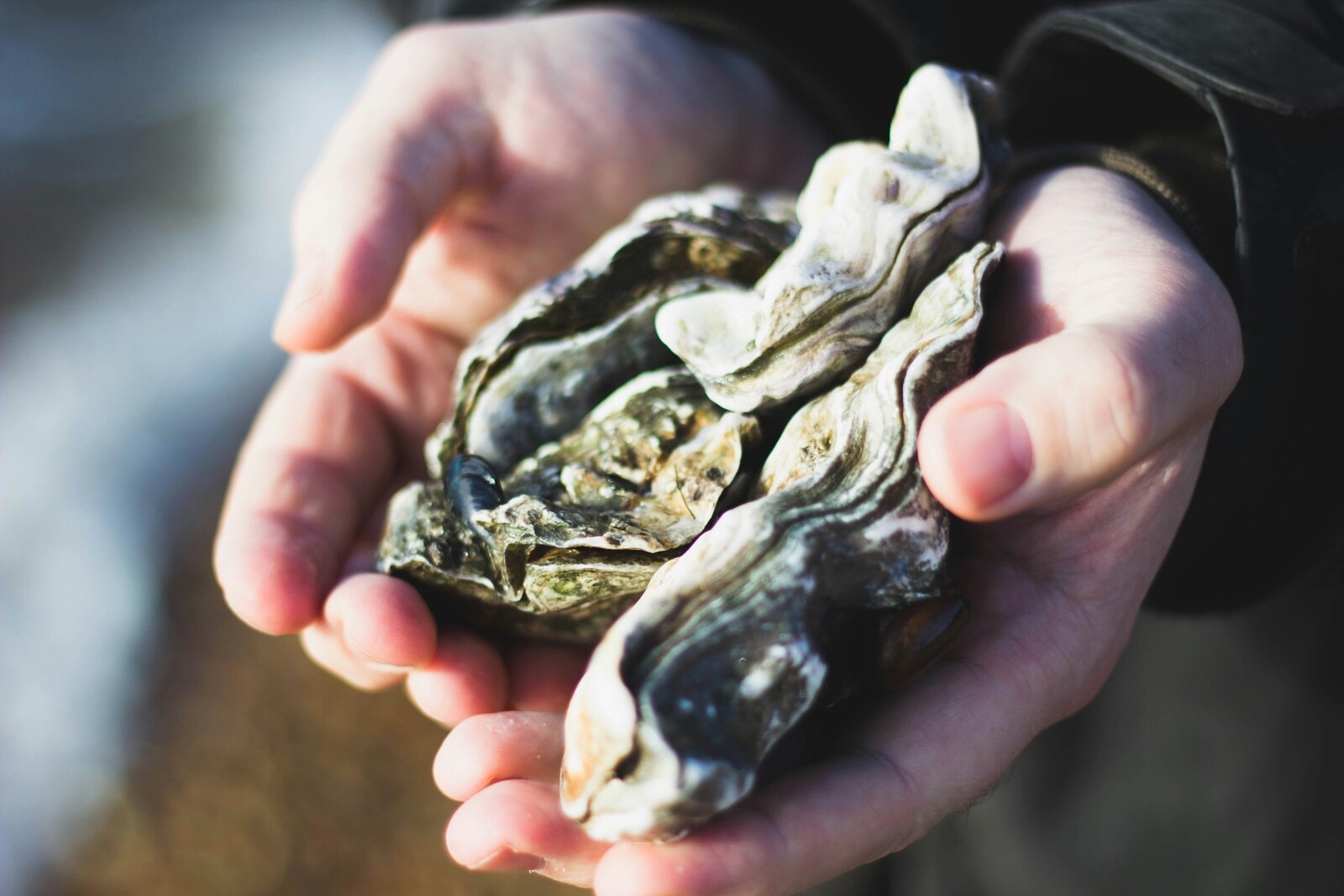 How ocean acidification is affecting oyster reef ecosystems | World ...