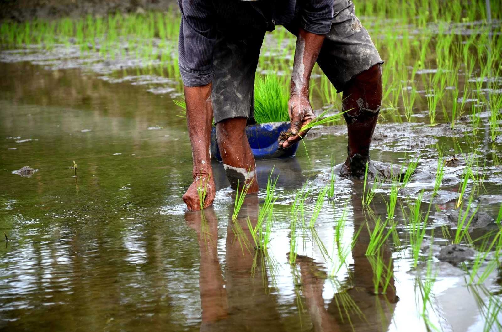 Here's how we can make our food system more sustainable | World ...