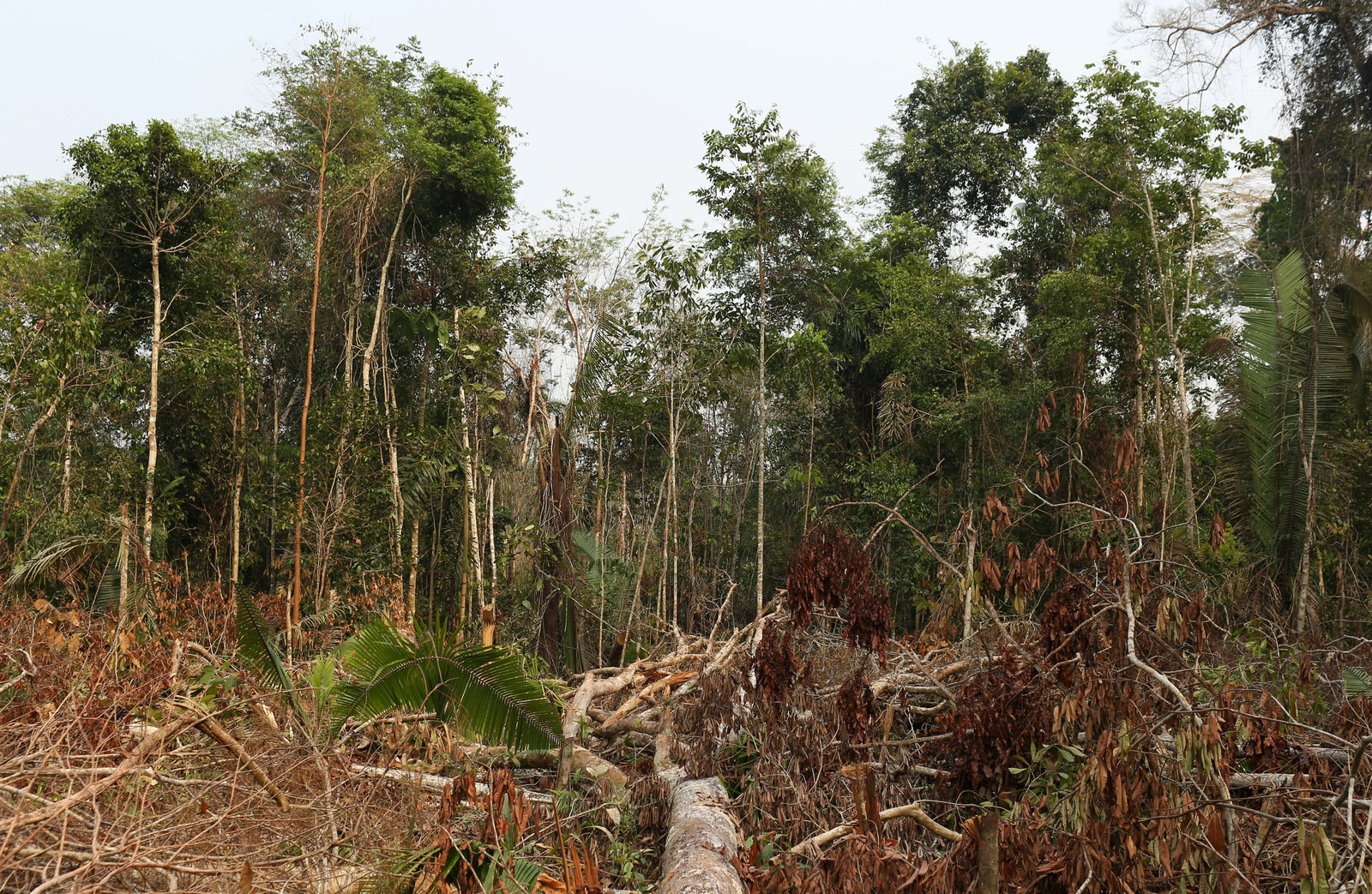 Q&A: What does the EU’s new deforestation law mean for climate and ...