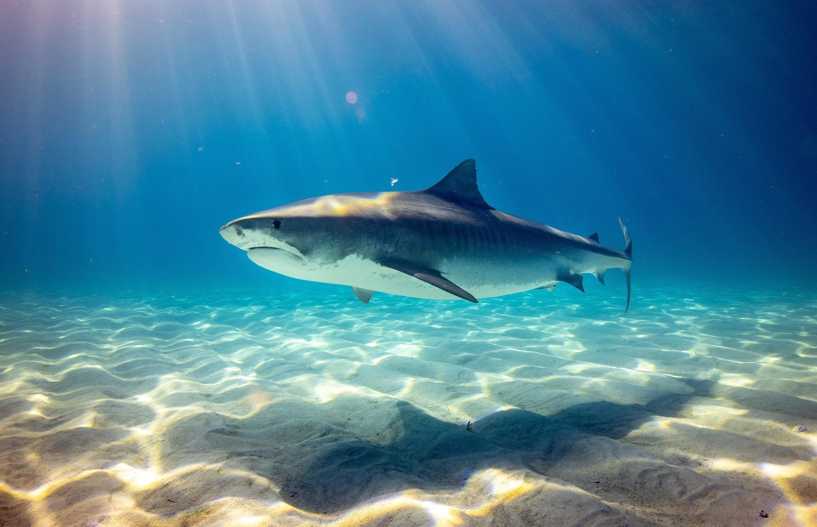 How do sharks help keep our ocean ecosystems healthy? World Economic