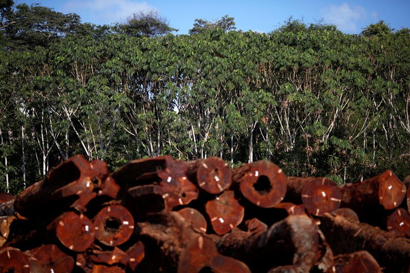The benefits and limitations of nature-based solutions | World Economic ...