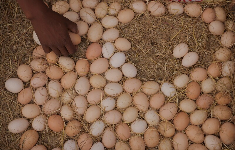 CHINA IS RESHAPING FOOD SYSTEMS FOR THE CLIMATE CHANGE ERA intelligence overview