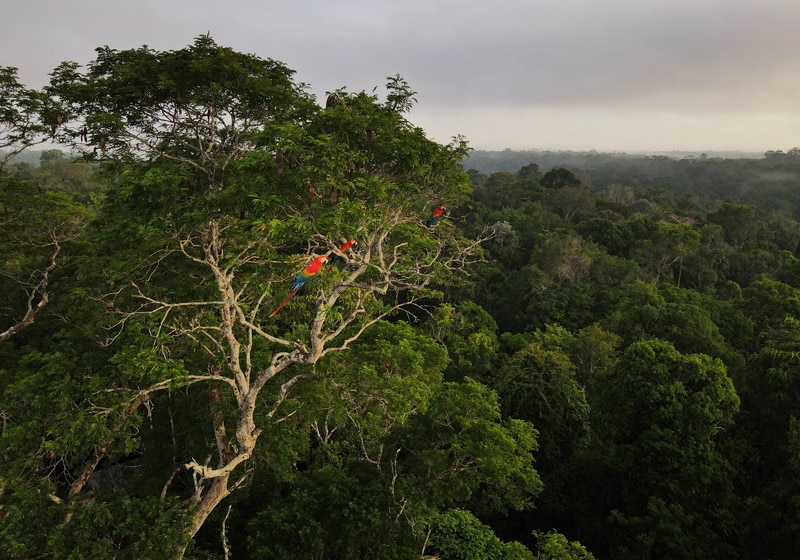 The innovative climate finance model that has protected over 120 million hectares of ecosystem - Vimarsana News