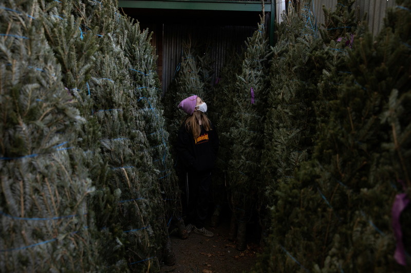 Climate change Are Christmas trees bad for the environment? World