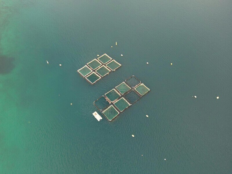 How marine permaculture could revolutionize ocean farming | World ...