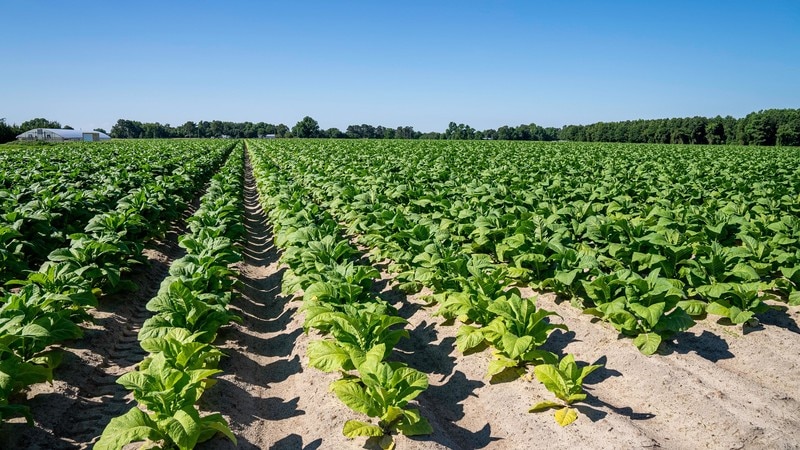 california tobacco survey The quarter that changed the world