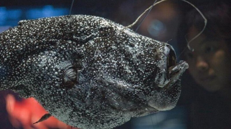 Marine biologists are using light to save deep sea fish | World ...
