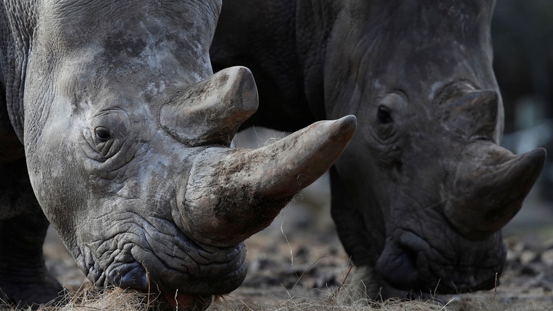 This start-up is tackling poaching by 3D-printing rhino horns