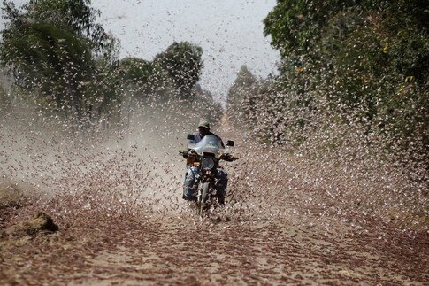 A start-up is turning Africa's locust plague into animal feed - Vimarsana News