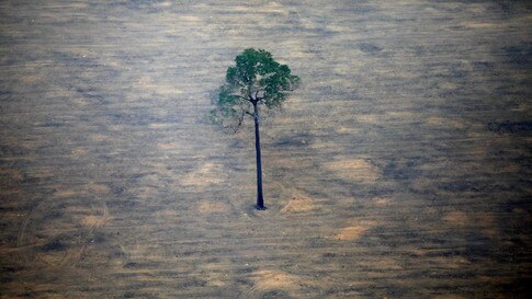 Why fighting nature loss will also help tackle climate change - Vimarsana News
