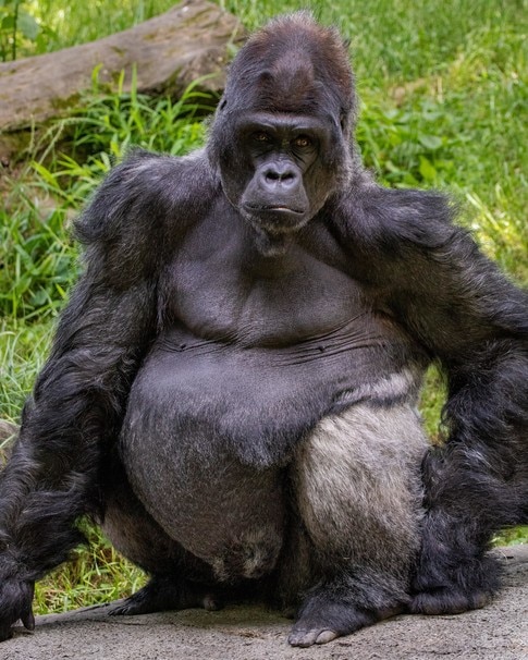 Here's how to protect endangered species from COVID-19 - Vimarsana News