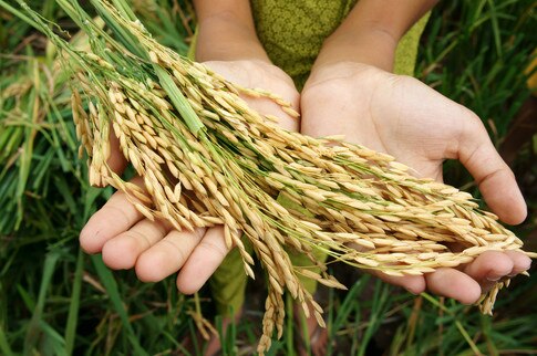 Food Systems 2022: Outlook - Vimarsana News