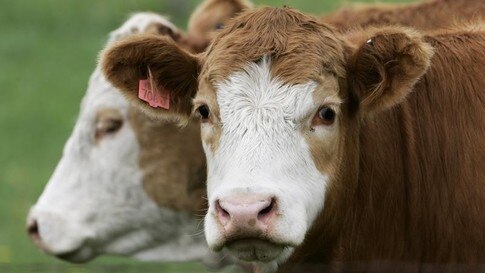 2 Ways To Fix Factory Farming World Economic Forum