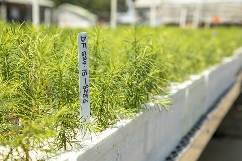 Why nurseries have a crucial role in protecting the planet | World ...