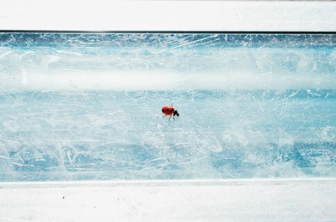 How do insects survive the winter season? | World Economic Forum