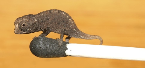 Scientists have discovered the smallest reptile on earth - Vimarsana News