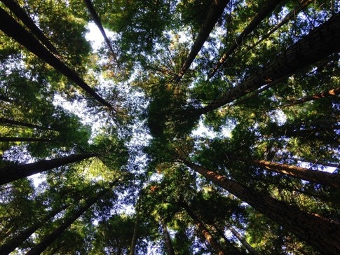 Why having a clean and healthy environment is a human right - Vimarsana News