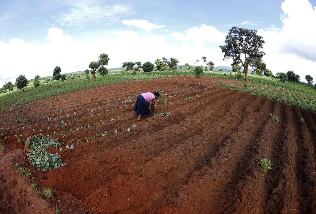 Malawian subsistence farmer Rozaria Hamiton plants sweet potatoes near the capital Lilongwe, Malawi February 1, 2016. Late rains in Malawi threaten the staple maize crop and have pushed prices to record highs.About 14 million people face hunger in Southern Africa because of a drought that has been exacerbated by an El Nino weather pattern, according to the United Nations World Food Programme (WFP). Picture taken with fish eye lens. REUTERS/Mike Hutchings - D1BESKNICJAA