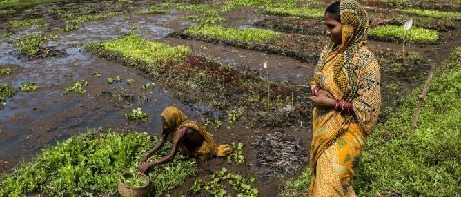 インド、オリッサ州の水上菜園は、食料安全保障と収入源の確保、水中および陸上の塩分濃度削減にもつながります