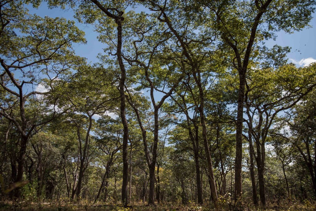 The voluntary carbon market helps to place a financial value on the ecosystem in areas such as this reforestation project in the Ntakata Mountains, Tanzania
