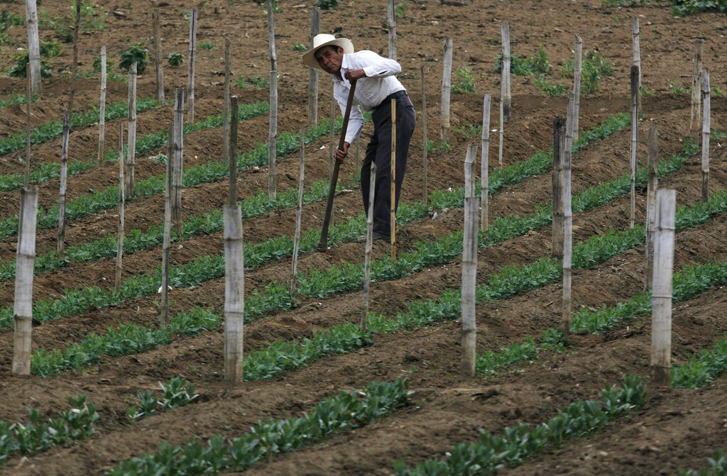 A farmer tends his crops in Tecpan, Guatemala May 5, 2008. Many small scale farmers in Central America are being forced reduce the amount they plant due to the high cost of chemical fertilizers, which use petroleum as a base. To go with CENTAM/FOOD. REUTERS/Daniel LeClair (GUATEMALA) - GM1E4570PDT01