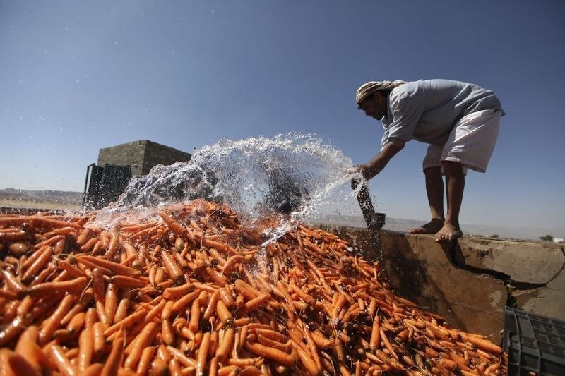 A man washes carrots in a ranch near the historic city of Thula located in Amran governorate, 45 km northwest of Sanaa, November 24, 2012. REUTERS/Mohamed al-Sayaghi (YEMEN - Tags: AGRICULTURE SOCIETY) - GM1E8BP03ER01