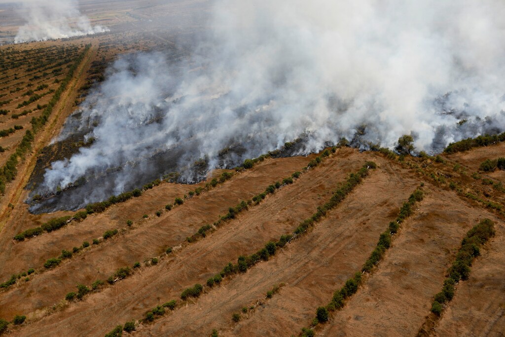 Smoke rises from a peatland during fires near Banjarmasin in South Kalimantan province, Indonesia, September 29, 2019. REUTERS/Willy Kurniawan REFILE - CORRECTING NAME OF THE PROVINCE - RC1380B8E5E0