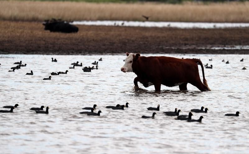 A cow grazes in a flooded field near Norberto de la Riestra, Argentina, January 8, 2019. Picture taken January 8, 2019. REUTERS/Marcos Brindicci - RC195A10AD70