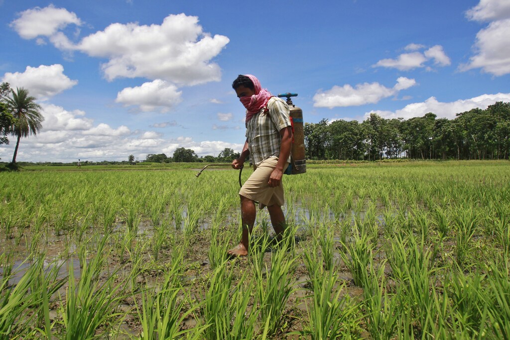 A farmer sprays pesticide containing monocrotophos on a paddy field at Mohanpur village, about 45 km (28 miles) west of Agartala, capital of India's northeastern state of Tripura July 25, 2013. Nearly a decade ago, the Indian government ruled out a ban on the production and use of monocrotophos, the highly toxic pesticide that killed 23 children this month in a village school providing free lunches under a government-sponsored programme. Despite being labelled highly hazardous by the World Health Organisation (WHO), a panel of government experts was persuaded by manufacturers that monocrotophos was cheaper than alternatives and more effective in controlling pests that decimate crop output. Picture taken July 25, 2013. To match Insight INDIA-PESTICIDES/ REUTERS/Jayanta Dey (INDIA - Tags: AGRICULTURE FOOD SOCIETY POLITICS BUSINESS) - GM1E97S115001