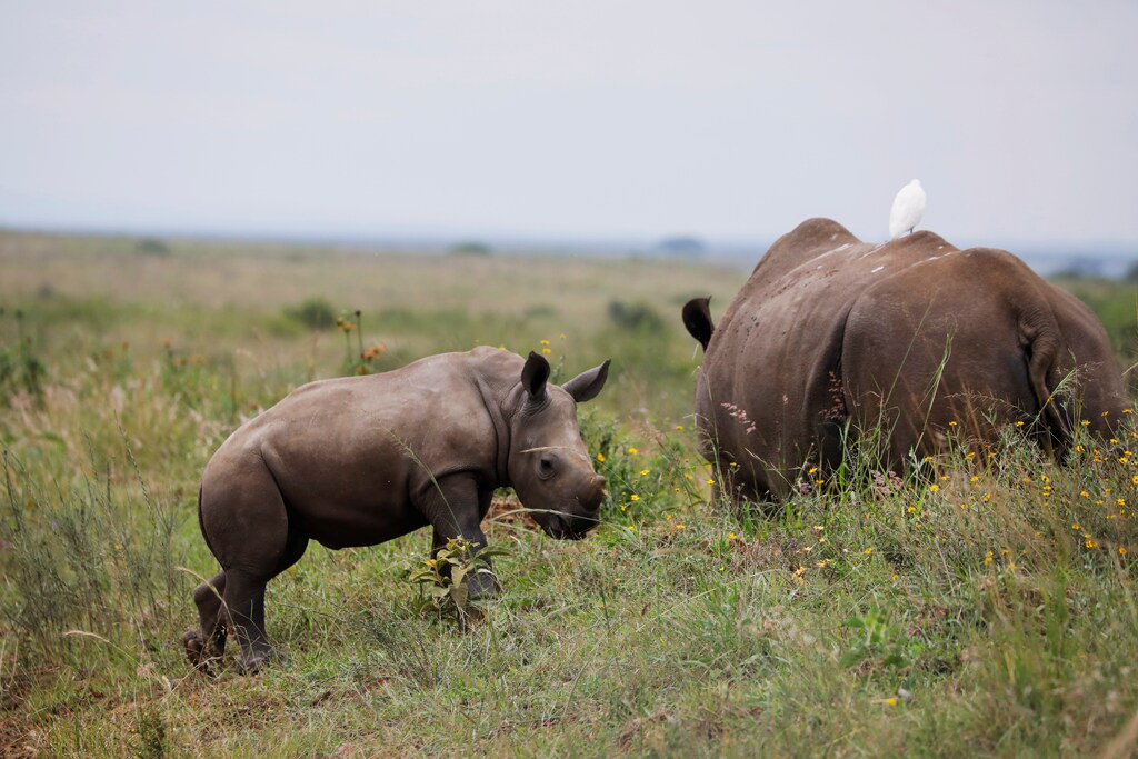 Across the world, wildlife is under severe threat.