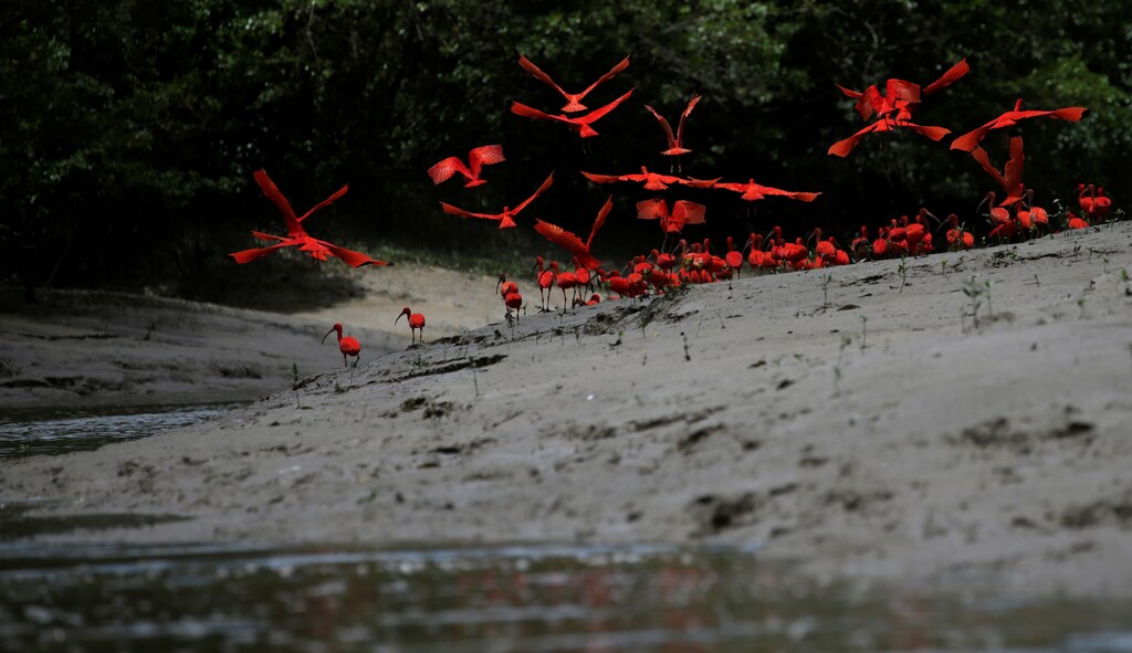 Scarlet ibis fly near the banks of a mangrove swamp located at the mouth of the Calcoene River on the coast of Amapa state, northern Brazil, April 6, 2017.