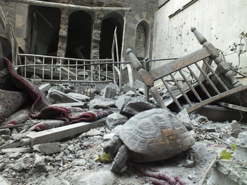 An abandoned pet tortoise walks on the debris of a damaged house in the neighbourhood of old Homs September 9, 2012. Picture taken September 9, 2012. REUTERS/ Yazen Homsy (SYRIA - Tags: ANIMALS POLITICS CIVIL UNREST) FOR BEST QUALITY IMAGE SEE: GM1E8BM1J6J01 - GM1E89A1EJX01