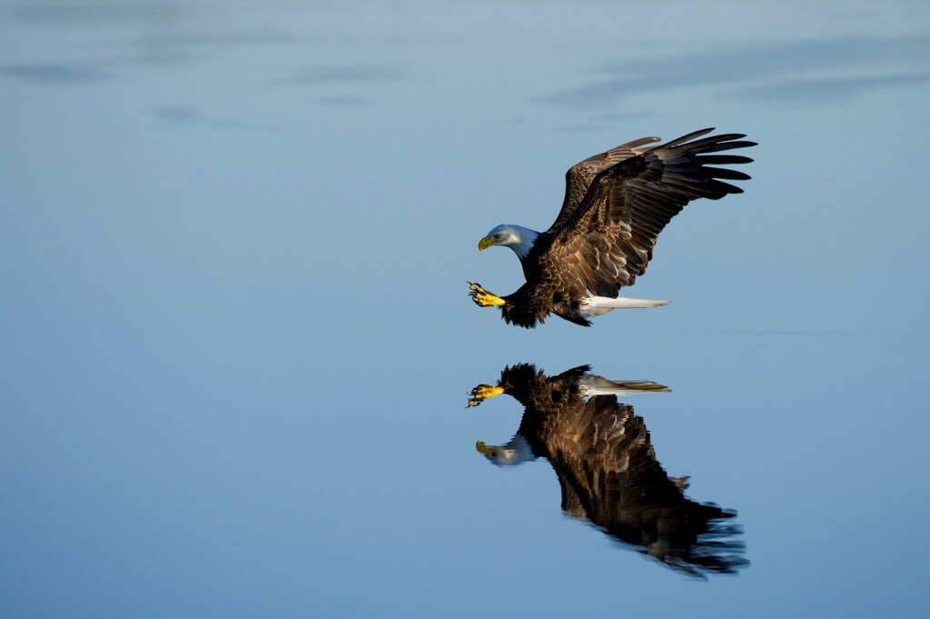 Bird of prey.