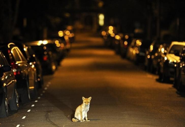 An urban fox sits in the middle of a south London road in the early hours of September 17, 2008. REUTERS/Dylan Martinez (BRITAIN)